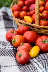 A basket with tomatoes on a blanket. Fresh organic food from the garden.