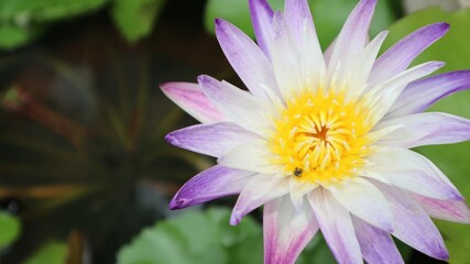 Obraz premium pink lotus flower