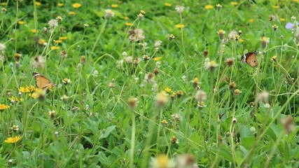 green grass in the garden