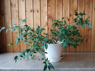 Home flower in a pot