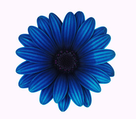 blue flower isolated on white
