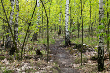 View of spring ukrainian birch forest nature landscape