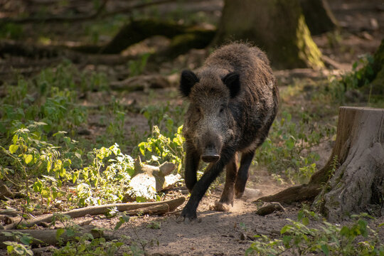 Black Wild Boar Running In A Forest