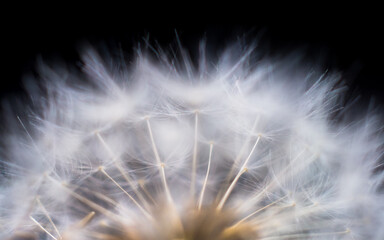 Macro photography of fluffy, soft dandellion seed head.