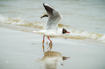 Sea gull stepping and taking off from sandy sea beach.