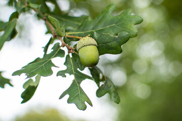 Eichel am Baum mit Eichenblättern