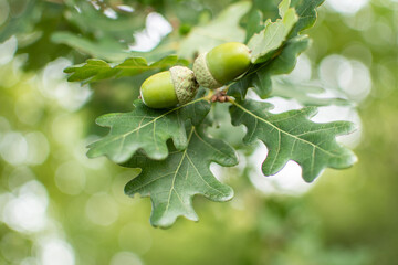 Eicheln am Baum mit Eichenblättern