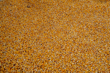 Kernel corn beans grains of corn close up yellow natural