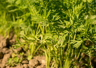 carrot leaves and land, summer view from the garden