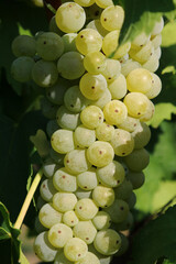 Bunches of white grapes for viticulture for the production of wine, detail
