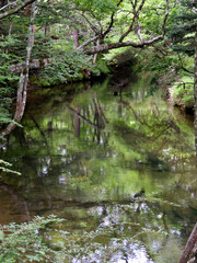 暗い森の中を静かに流れる川