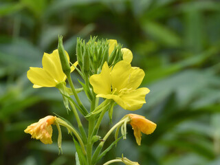 Fototapeta premium 野に咲くマツヨイグサ