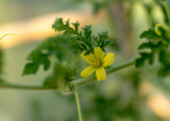 watermelon green leaves and flowers, summer time in the garden, watermelon plant