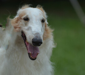 Afghan Hound Dog