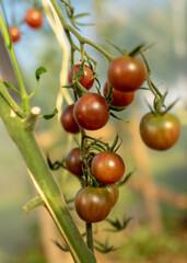 beautiful, healthy and tasty tomatoes in the greenhouse, autumn harvest