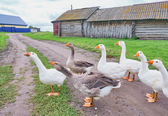 White and motley geese stand on the road in the siberian village, Russia