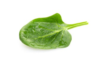 Young Spinach Leaf