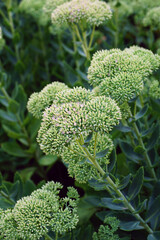 Pink blooms of sedum "autumn joy" flowers in the fall