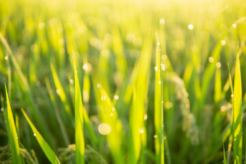 朝露に濡れる稲穂