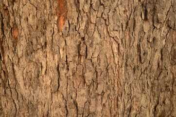 Tree bark texture