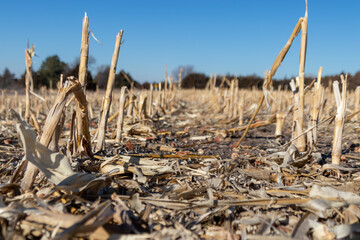 corn stalks