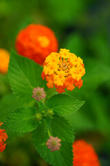 Yellow, orange and pink lantana flowers growing in the garden