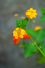Yellow, orange and pink lantana flowers growing in the garden