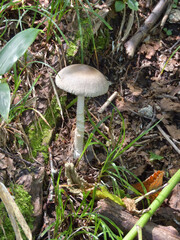 木陰に生えたキノコ