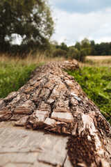 The trunk of a tree close up