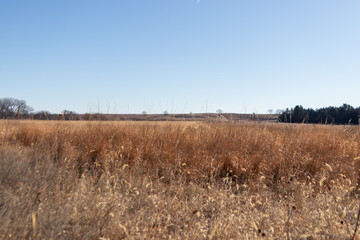 Obraz premium corm stalks and country roads