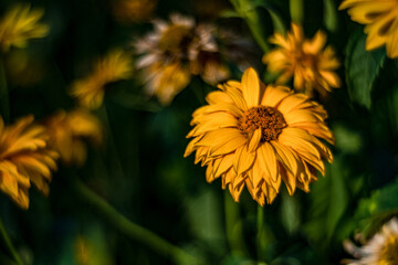 Gartenblumen