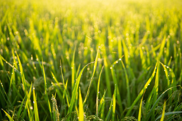 朝露に濡れる稲穂