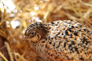 young japanese quail sitting on straw