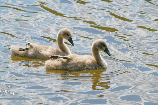 Two cygnets swimming close together on rippled water