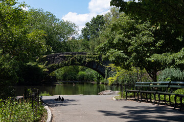 Path along the Pond with a view of the Gapstow Bridge at Central Park with Green Plants and Trees during Summer in New York City