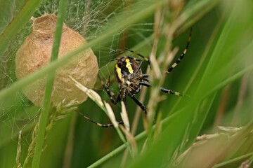 Wespenspinne (Argiope bruennichi) beim Bau eines Eikokons