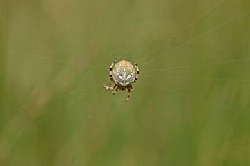  Vierfleckkreuzspinne (Araneus quadratus)