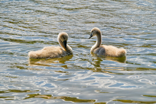 Two cygnets facing each other on sunlit rippled water