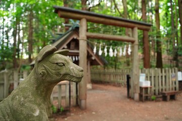 Komainu (shrine guardian dog statues) at Hotosan Jinja Shrine Okumiya at Chichibu, Saitama, Japan. ...