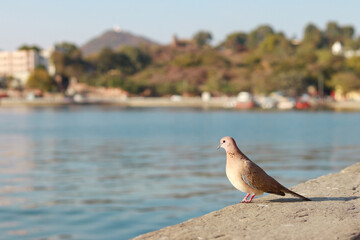 Dove sitting on lake side wall at fateh sagar lake Udaipur Rajasthan