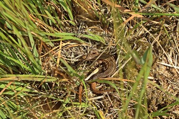 Mooreidechse (Zootoca vivipara) im Hochmoor