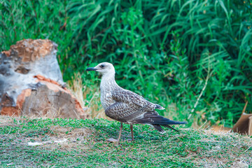 Seagull walking among bushes and trees in the park