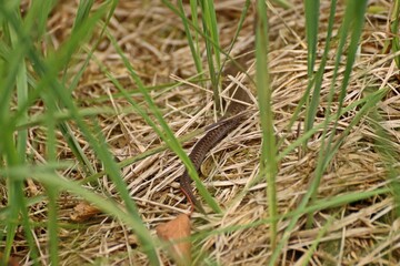 Junge Kreuzotter (Vipera berus) im Moor
