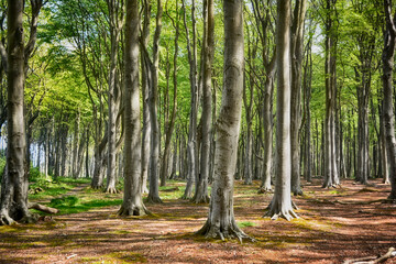 Der Gespensterwald von Nienhagen