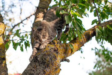 A gray tabby cat sits on a tree. Street homeless animals.