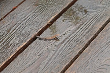 Junge Mooreidechse (Zootoca vivipara) auf Bohlenweg am Ewigen Meer nach dem Regen