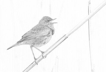 Bluethroat bird sitting on the reed (Luscinia svecica) - sketch
