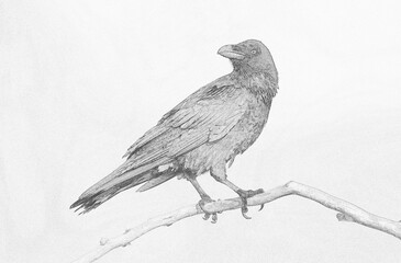 Fototapeta premium Raven (Corvus corax) - sketch image