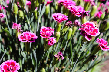 Floral background made of blooming pink garden carnation. Macro view of purple blossom bush.Small beautiful flowers.  Springtime and summer concept. Gardening, floristry. Space for text. 