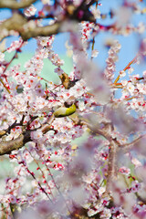 A white-eye stops at a plum tree.